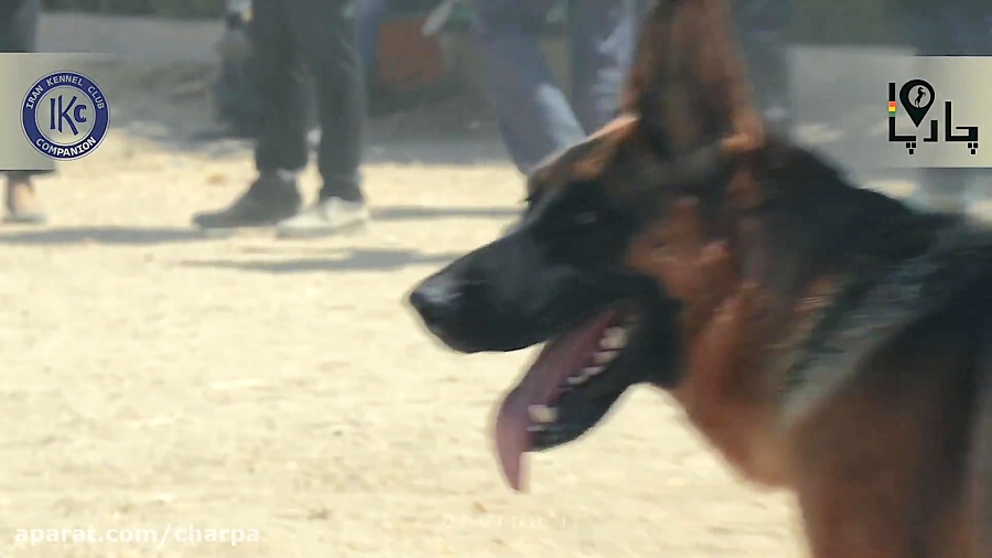 مسابقات سگ برترین سگ ژرمن شپرد ایران زیر G3