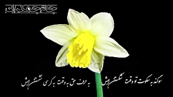 کلیپ ولادت امام زمان تبریک نیم...