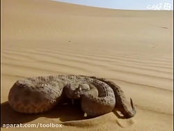 حیات وحش مصنوعی(گربه اونجا چیک...