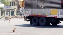 ‏در پی شیوع ویروس کرونا و کاهش...