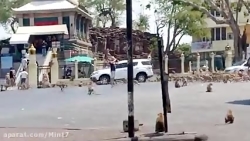 ‏در پی شیوع ویروس کرونا و کاهش...