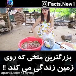 بزرگترین ملخی که روی زمین زندگ...