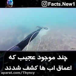 چند موجود عجیب که در اعماق آب...