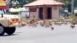 ‏در پی شیوع ویروس کرونا و کاهش...