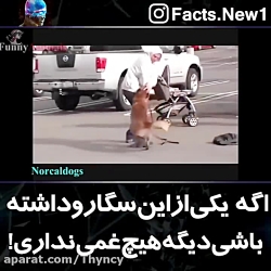اگه یکی از این سگا ها رو داشته...