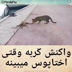 واکنش گربه وقتی اختاپوس میبینه