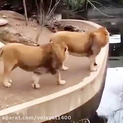 خدا هیچکسو اینجوری ضایع نکنه