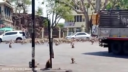 ‏در پی شیوع ویروس کرونا و کاهش...