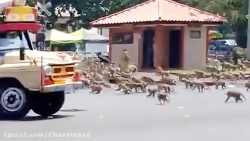 ‏در پی شیوع ویروس کرونا و کاهش...