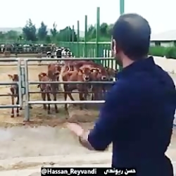 شاخ بازی در گاوداری