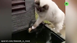 کمک حیوان به یکدیگر