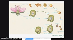 زیست شناسی۲ فصل ۸ تولید سلول ه...