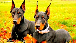 در مورد سگ قدرتمند دوبرمن چه م...