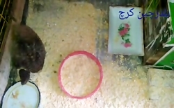 بلدرچین کرچ