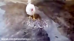 مرغی که با دونه الله می نویسد