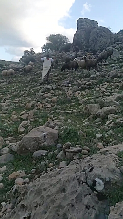 قشقایی  هوشنگ طاهری دره شوری