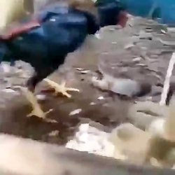 سلاخی کردن موش توسط خروس لاری