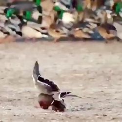 حمله شاهین به اردک