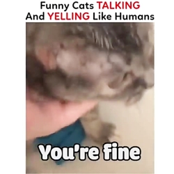 خنددار ترین کلیپ دنیا از گربه...