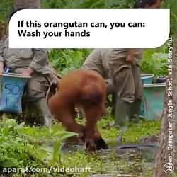 ویدئو : اورانگوتان حساس به شست...