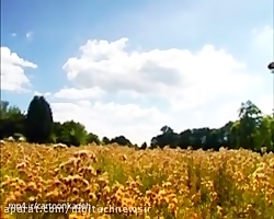 کارتون زندگی حشرات | قسمت 48