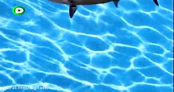 کارتون باب اسفنجی باب اسفنجی