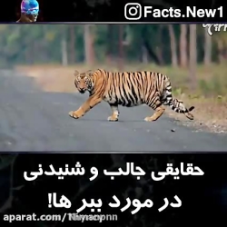اموزش نکات جالب درباره ببر ها