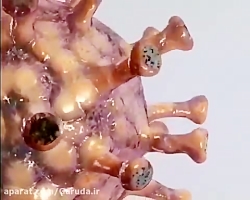 تصاویر سه بعدی و بزرگ شده ویرو...