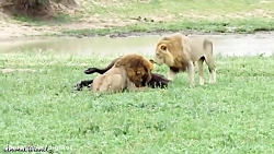 حیات وحش، از حمله دیدنی شیر بر...