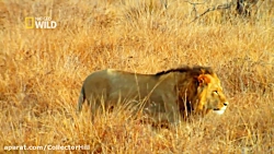 مستند دیدنی شام با شیر ها