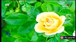 نماهنگ شبکه 3 - موزیک ویدئو آم...