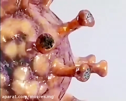 شکل سه بعدی ویروس کرونا رو دید...
