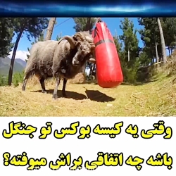 وقتی یه کیسه بوکس توی جنگل باش...