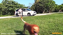 سگه شیر نما دوربین مخفی