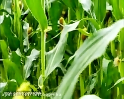 کارتون زندگی حشرات | قسمت 48