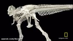 شباهت حیوانات و دایناسور ها