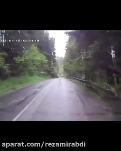 مثل فیلمای ترسنکا میمونه...درخ...