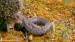 حیات وحش، حمله های دردناک ماره...