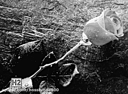 دو خط موازی