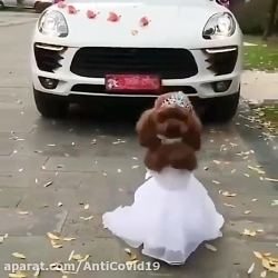 بانمک ترین عروس دنیا