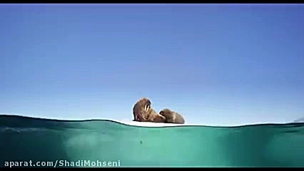 تریلر مستند" سیاره آبی ما "  Oceans Our Blue Planet (2019)   زمان104ثانیه