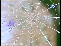 هاچ زنبور عسل