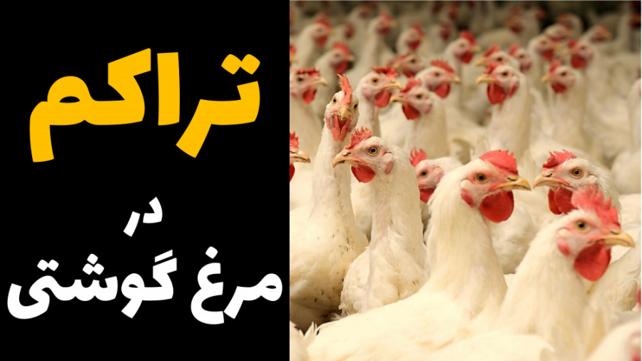 تراکم در پرورش مرغ گوشتی به چه معناست؟ دکتر محمد مهدی عبدالهی (دامپزشک)