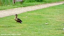 ادرک مامانی جوجوش مشل داره