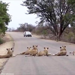 سلطان به تمام معنا
