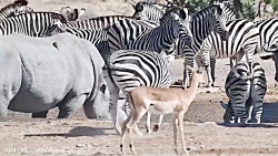 اجتماع جالب گیاهخواران حیات وح...