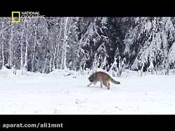 حیوانات و راز بقا