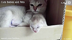 هیچی خطرناک تر از گربه مادر نی...