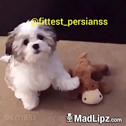 کلیپ خنده دار و باحال حیوانات...