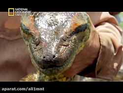 حیات وحش حیوانات با کیفیت عالی